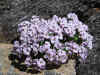 13 - Foto3-Petrocallis pirenaica.jpg (444505 byte)
