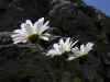 4 - Leucanthemopsis alpina.jpg (162986 byte)
