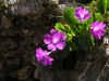 5 - Primula hirsuta.jpg (212938 byte)