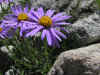 7 - Aster alpinus.jpg (227347 byte)