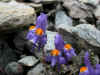 8 - Linaria alpina.jpg (132732 byte)