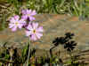 9 - Primula farinosa.jpg (123236 byte)