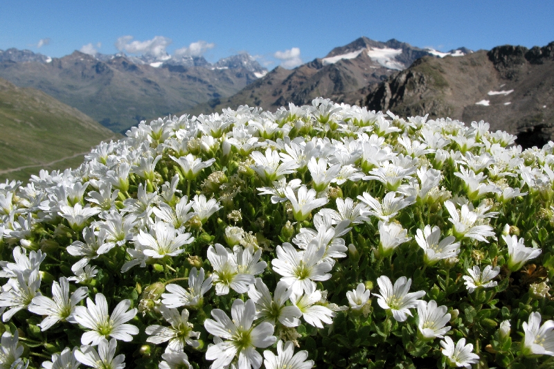 http://www.fioridimontagna.it/it/images/conc/2008/083_-_bouquet_di_sposa_montana.jpg