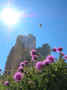 089 - i fiori il cielo e una cima.jpg (87808 byte)