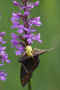 055_-_gymnadenia_e_tomiside_con_farfalla.jpg (389420 byte)