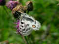 119_-_Parnassius_Apollo_su_Knautia_Arvensis.jpg (176582 byte)