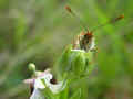 152_-_Ophrys_scolopax_04_05_2008_Aigues-Vives_en_Ariege_France_a.jpg (118009 byte)