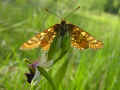 153_-_Ophrys_scolopax_04_05_2008_Aigues-Vives_en_Ariege_France_b.jpg (166495 byte)