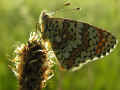 154_-_Plantago_lanceolata_03_05_2008_Aigues-Vives_en_Ariege_France.jpg (192876 byte)