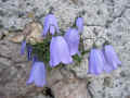 005_-_DAL_MURO_NASCE_UN_FIORE._Eremo_di_S.Glisente_Val_Camonica.Davide_Dall_Angelo.13-7-2006_3.JPG (105015 byte)