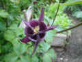 079_-_aquilegia.JPG (68325 byte)