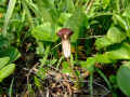 110_-_59_B_1_Arisarum_vulgaris_003.jpg (262072 byte)