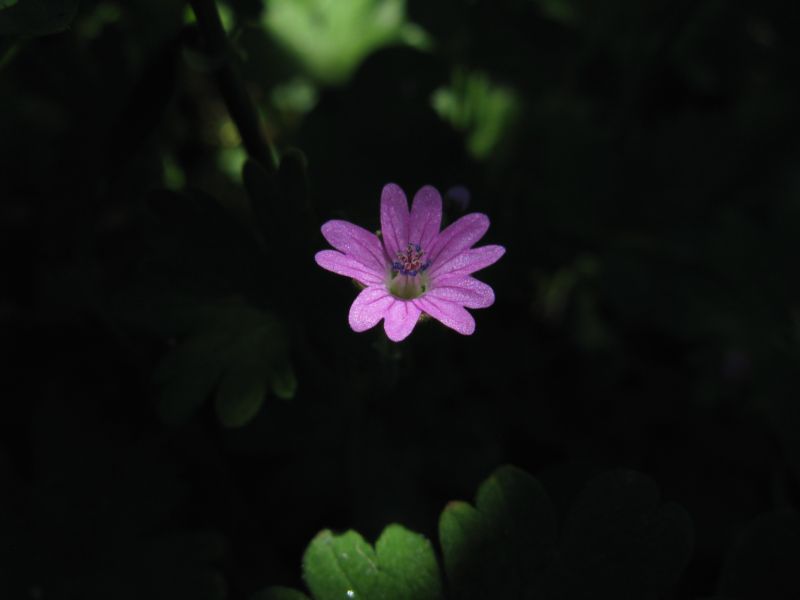 Fiori di Montagna