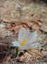 001 A - Crocus-Crocus vernus.jpg (125250 byte)