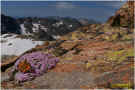 021 A - Alpi Marittime sotto lago di Nasta 16 07 2009 Silene acaulis e Vanessa cardui.jpg (139318 byte)