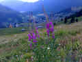 030 A - I gemelli viola.jpg (139177 byte)