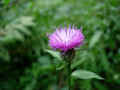 038 A - DSCN6329 Bardana lanuta (Arctium tomentosum Mill.).JPG (148031 byte)