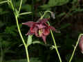 103 AN - Aquilegia.JPG (147386 byte)