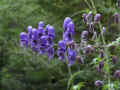 142 AN - ACONITUM VARIEGATUM ridotta.jpg (110857 byte)