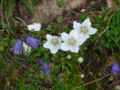 143 AN - CAMPANULA COCHLEARIFOLIA & PARNASSIA PALUSTRIS ridotta.jpg (123992 byte)