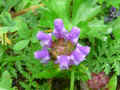 144 AN - PRUNELLA VULGARIS ridotta.jpg (137791 byte)