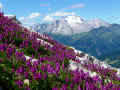 154 A - mantello viola per la regina_ (marina camonico)_rifugio averau_31.7.2010_P1080090.JPG (365953 byte)