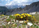 155 A - l'oro in vetta_(marina camonico)_ geum montano_4.7.2008_passo san pellegrino_rifugio le selle P1000505.JPG (348332 byte)