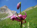 156 A - riccio di dama_(marina camonico)_rifugio fuchiade_5.7.2008_ P1000678.JPG (294914 byte)