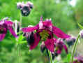 203 AN - timida aquilegia.jpg (446456 byte)