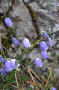 289 AN - campanule.jpg (154704 byte)