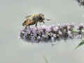 140 B - ape su fiore.jpg (81158 byte)