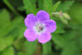 024 - Viola farfalla.JPG (4806177 byte)