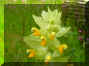 051-2-1.jpg (124266 byte)