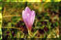 077-1-1.jpg (13642 byte)