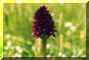 091-2-1.jpg (11143 byte)