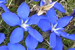 Gentiana nivalis
