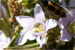 Gentianella ramosa