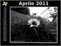 2011-04.jpg (159949 byte)