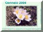 Gennaio04.jpg (496876 byte)