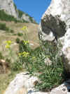 54 - La terra mia, la mia montagna.jpg (478643 byte)