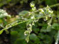 40 - Poa annua, 06 01 2005, Oudon en Loire-Atlantique.jpg (99050 byte)