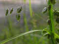 41 - Briza media, 30 05 2007, Gorges de la Jonte en Lozre.jpg (83194 byte)