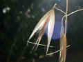 42 - Avena barbata, 14 07 2004, Oudon en Loire-Atlantique.jpg (70806 byte)