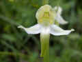 43 - Platanthera chloranta, 24 05 2007, Mostujouls en Aveyron.jpg (137522 byte)