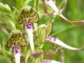 45 - Himantoglossum hircinum, 24 05 2007, Mostujouls en Aveyron.jpg (164314 byte)