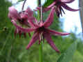 99 - Lilium martagon.JPG (156974 byte)