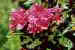 Rhododendron ferrugineum