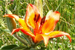 Lilium Bulbiferum
