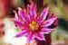 Sempervivum arachnoideum