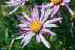 Aster alpinus